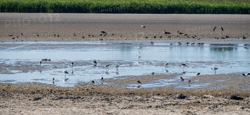 Birds at the very dry Zicksee