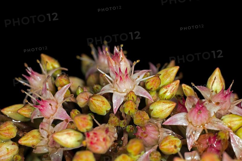 Showy stonecrop