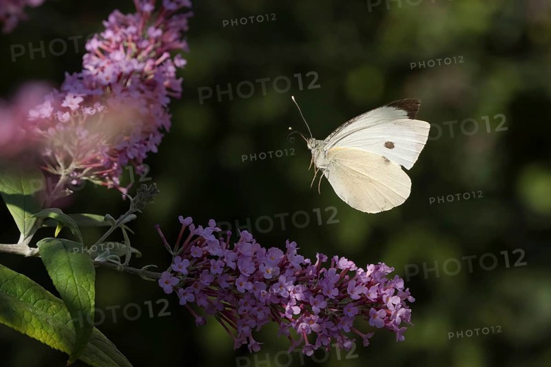 Cabbage butterfly