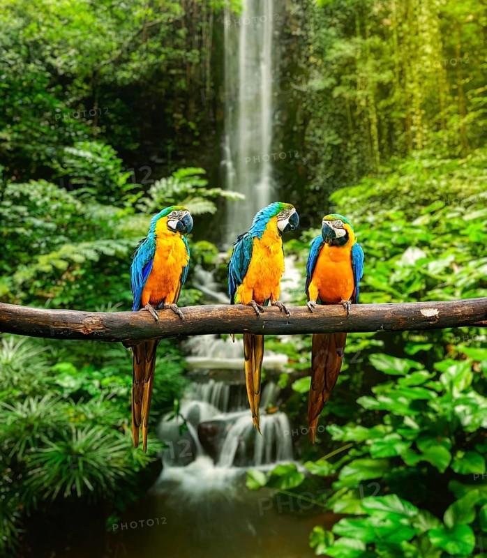 Blue-and-Yellow Macaw