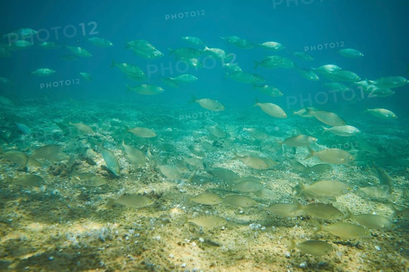 Salema porgy