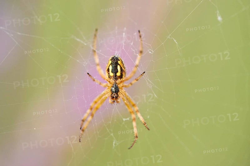 Western spotted orbweaver