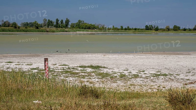 Heavily dried out Darscho or Warmsee