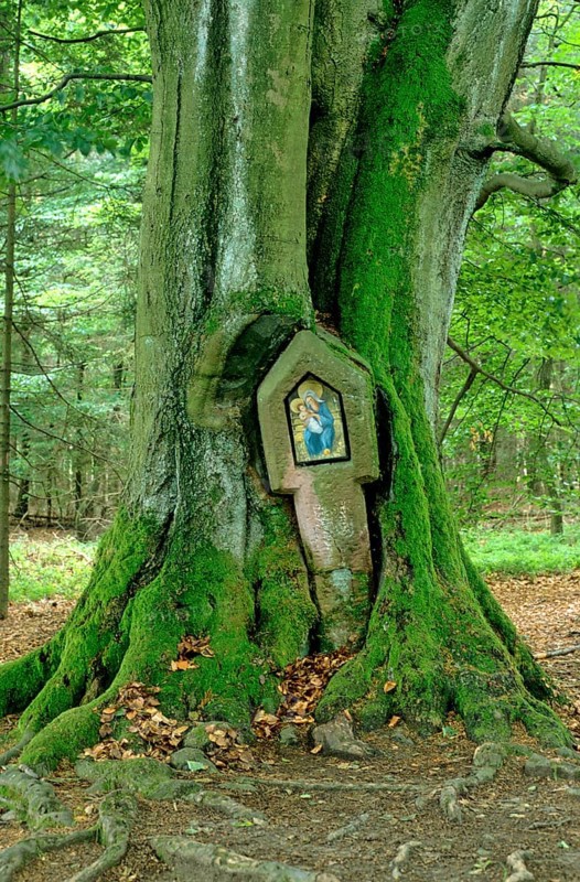 Old tree with wayside shrine