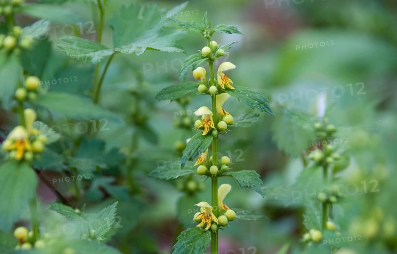 Yellow archangel