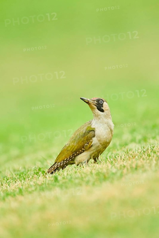 European green woodpecker