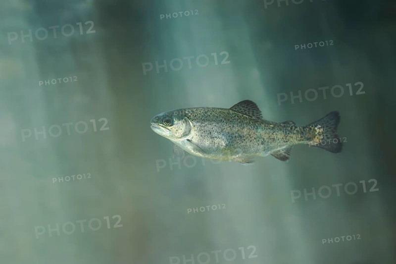 Rainbow trout