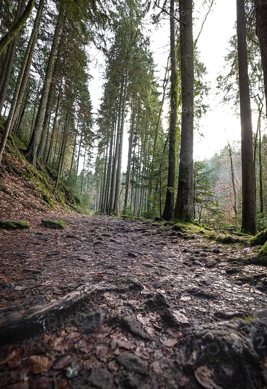Stony forest path with trees