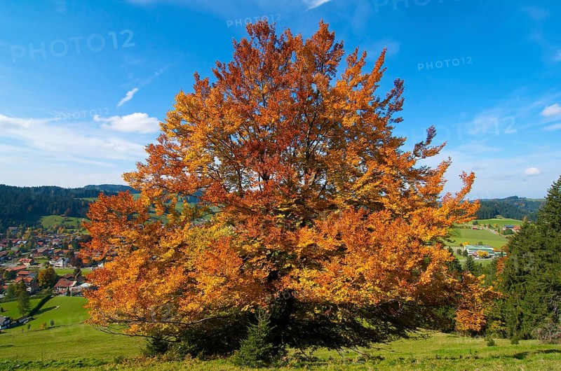 Oberstaufen