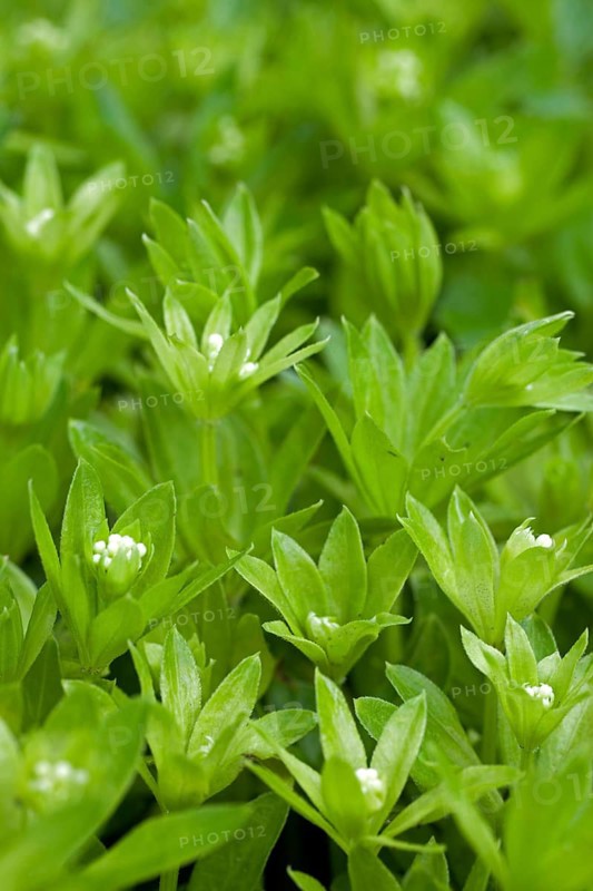 Sweetscented bedstraw