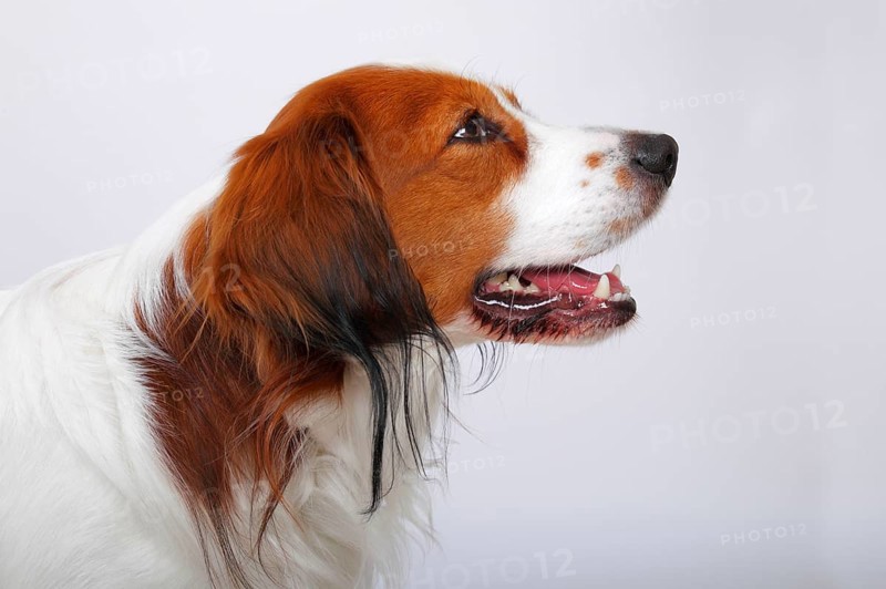 Kooikerhondje