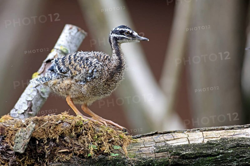 Sunbittern