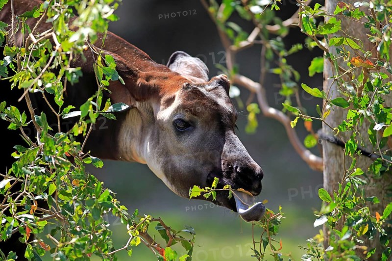Okapi