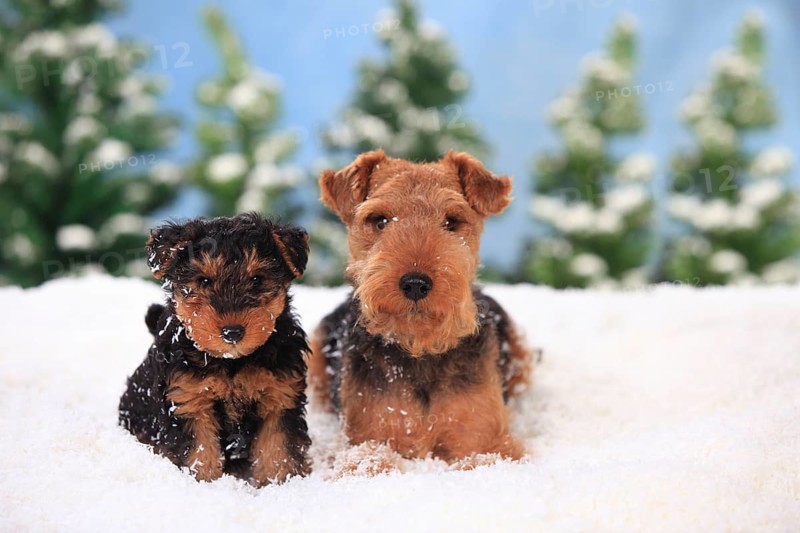 Welsh Terrier