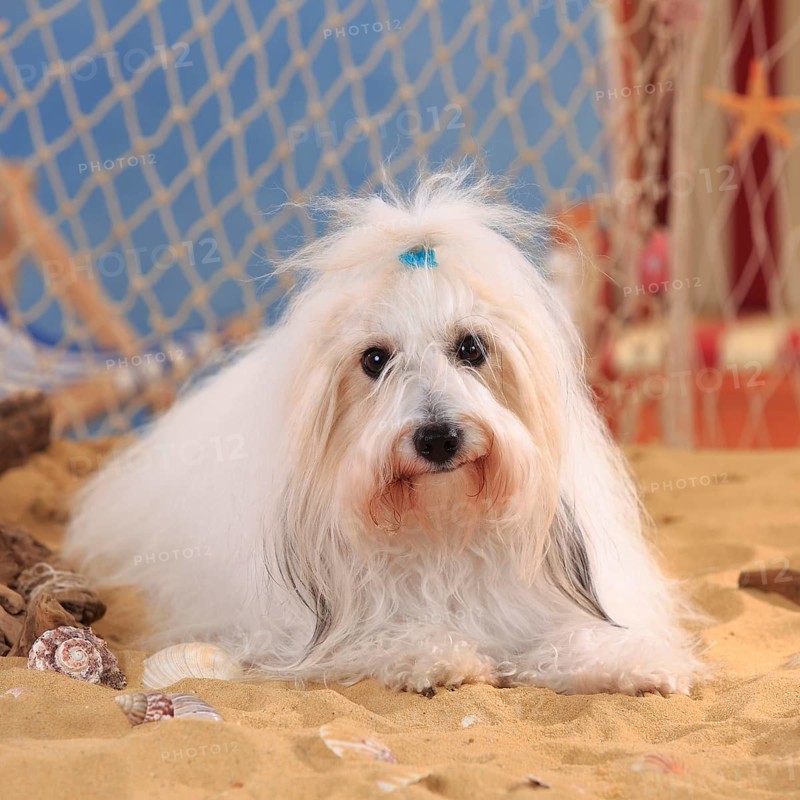 Coton de Tulear