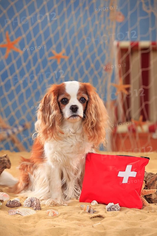 Cavalier King Charles Spaniel