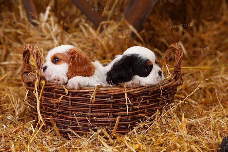 Cavalier King Charles Spaniel