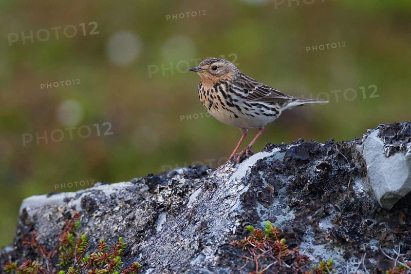 Red-throated Pipit