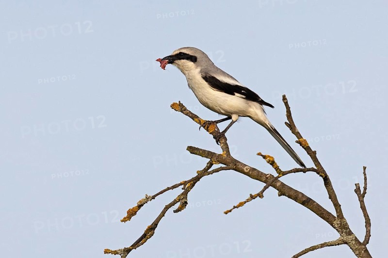 Great Grey Shrike