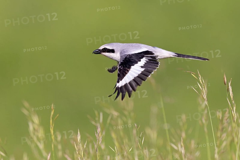 Great Grey Shrike