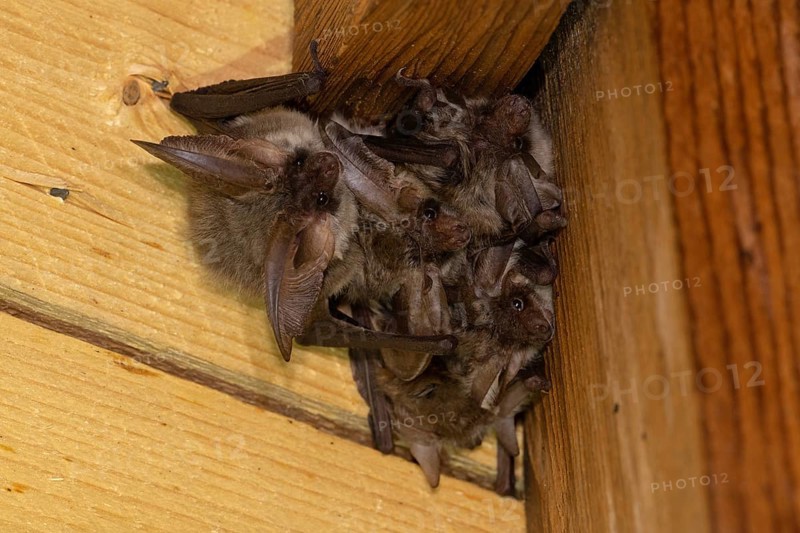 Grey long-eared bat
