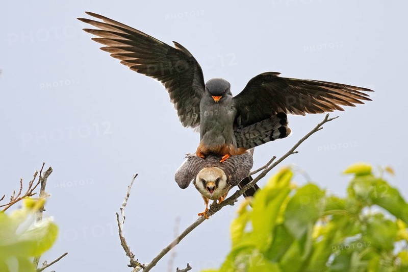 Red-footed Falcon