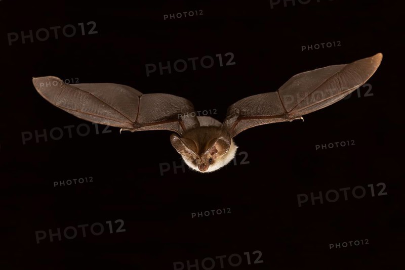 Grey long-eared bat