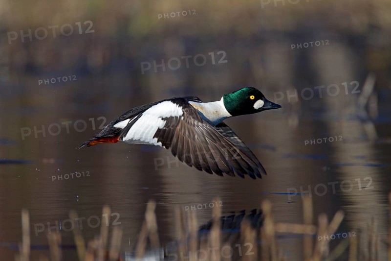 Common Goldeneye