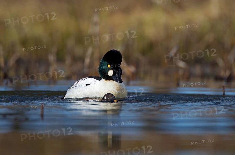 Common Goldeneye