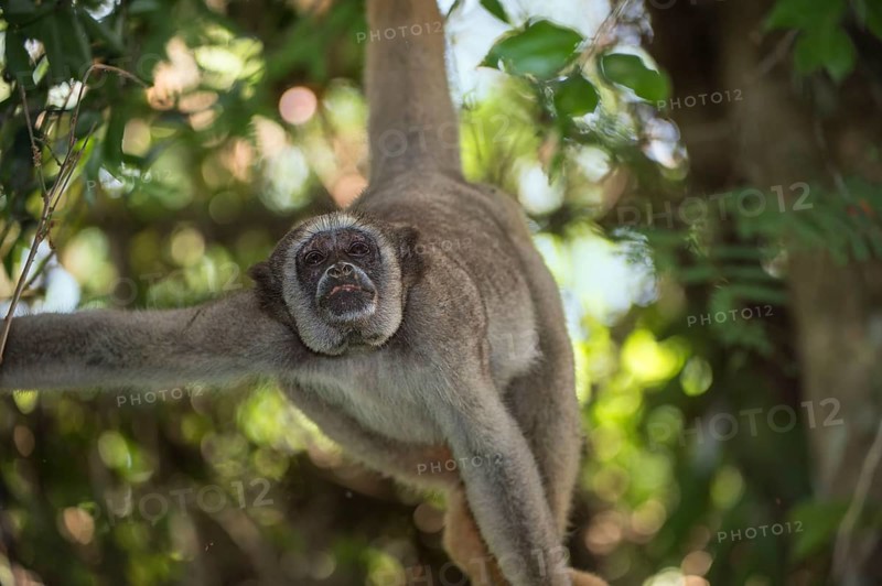 Northern muriqui