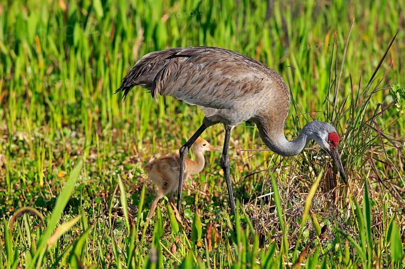 Sandhill crane