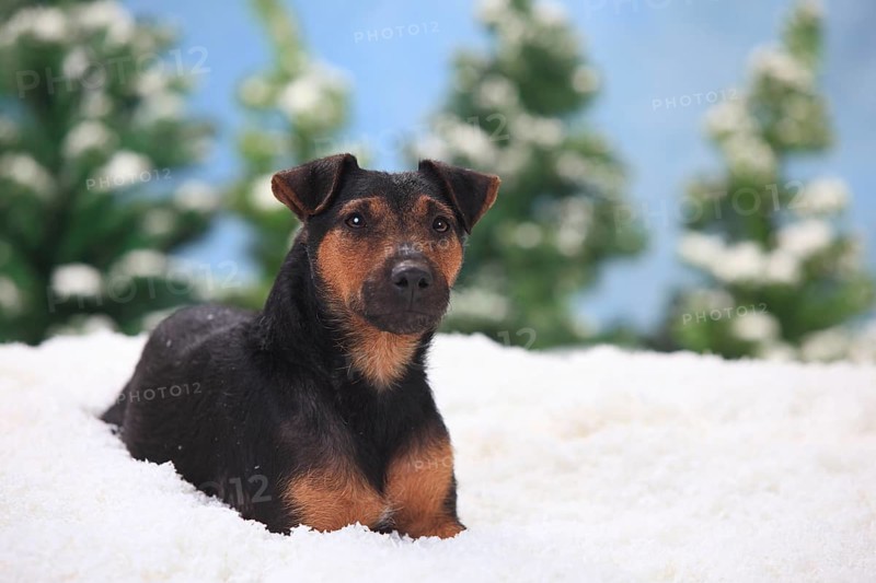 German Hunting Terrier