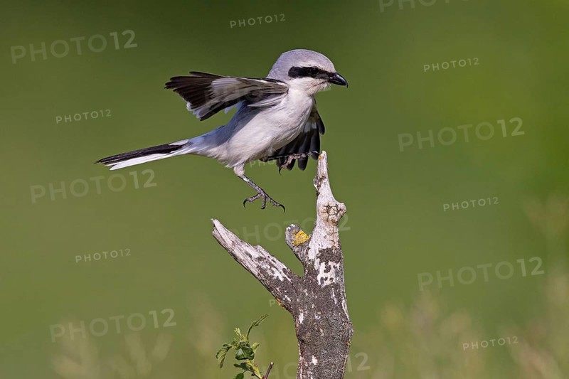 Great Grey Shrike