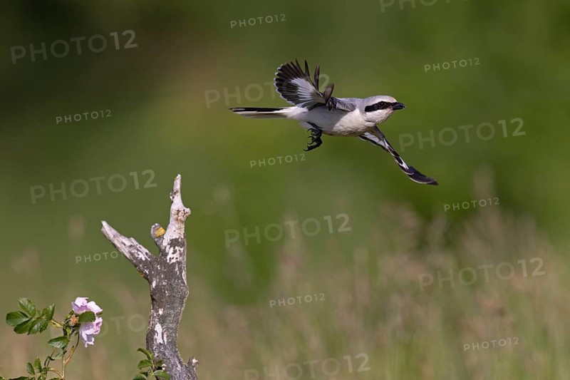 Great Grey Shrike