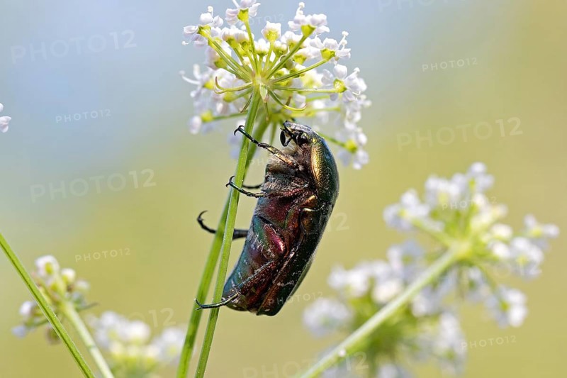 Common rose chafer