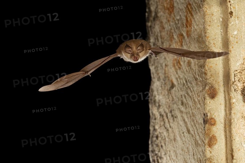 Grey long-eared bat