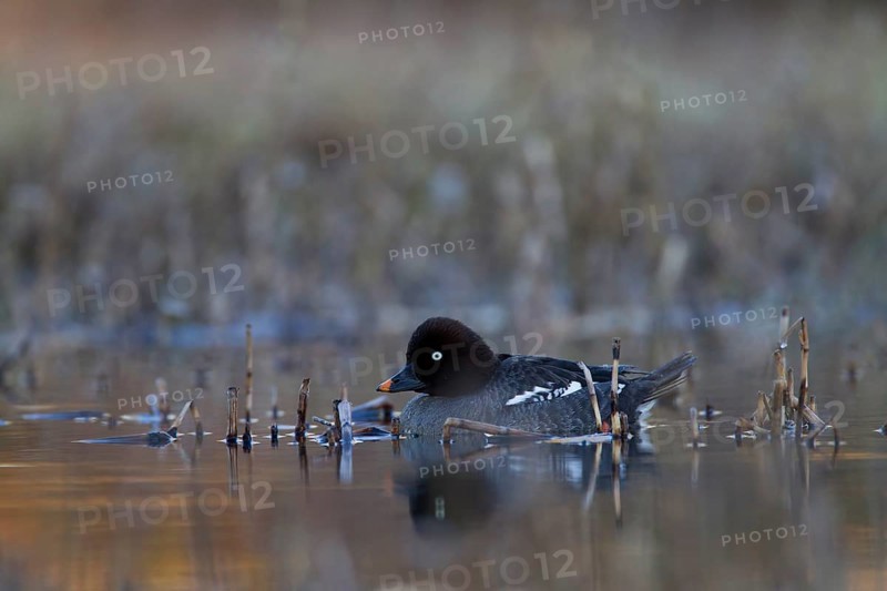 Common Goldeneye