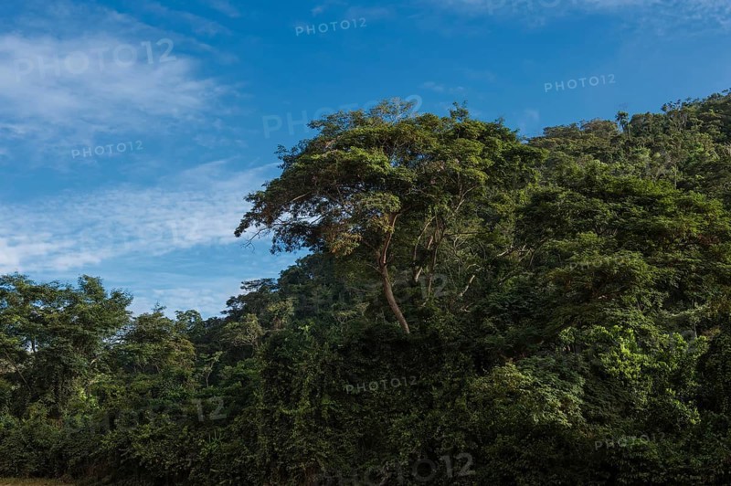 Atlantic Forest Landscape Caratinga