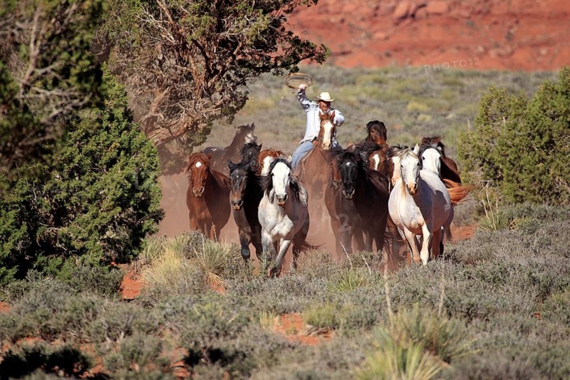 Navajo cowboy drives mustangs