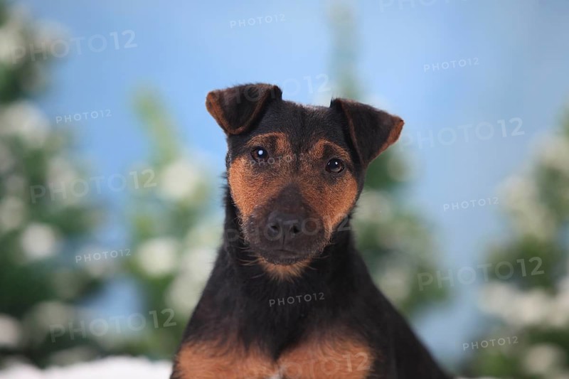 German Hunting Terrier