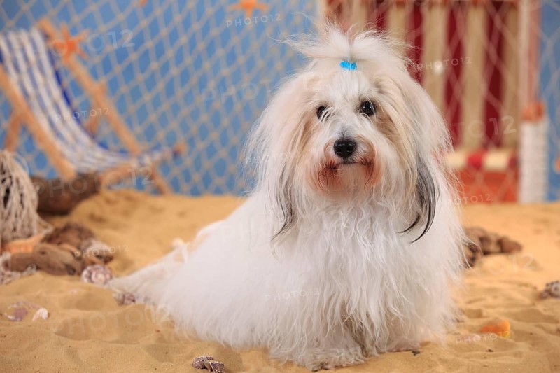Coton de Tulear