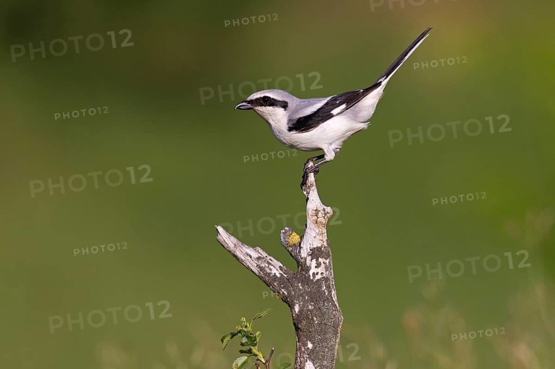 Great Grey Shrike