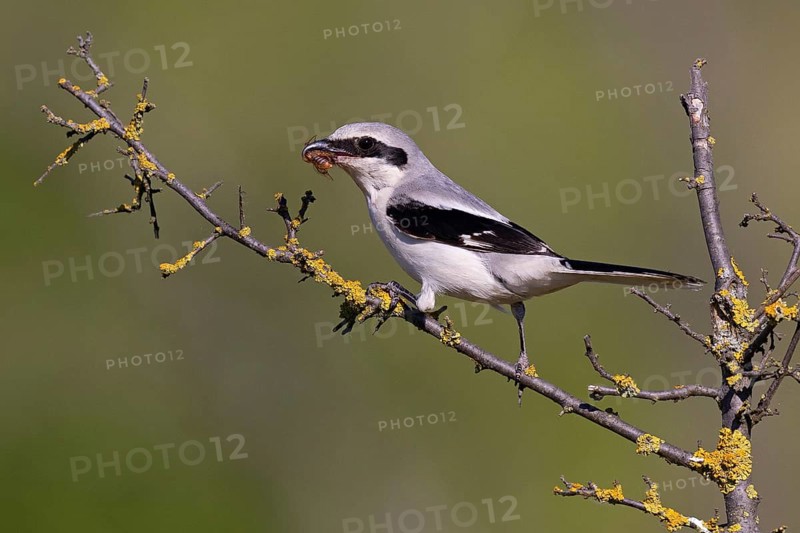 Great Grey Shrike