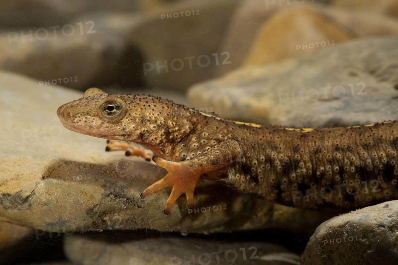 Pyrenean brook salamander