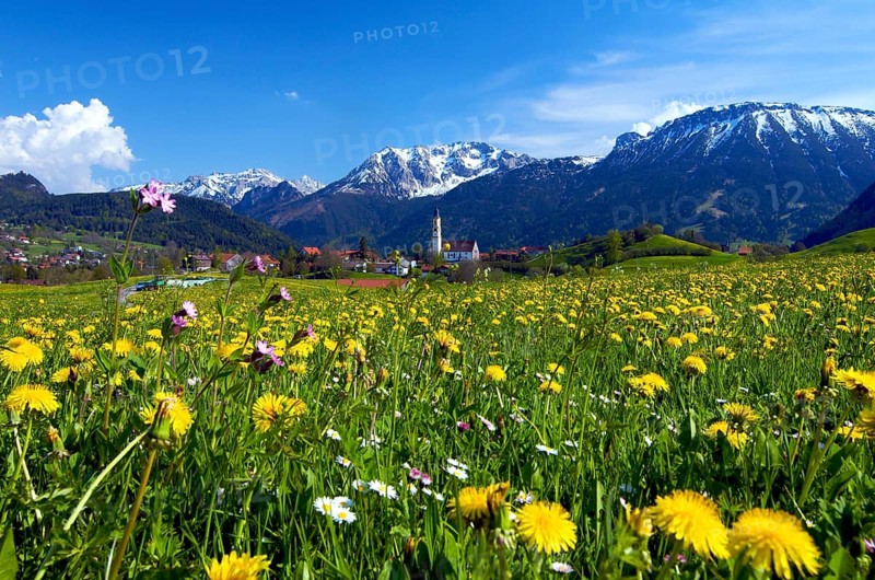 Flower meadow