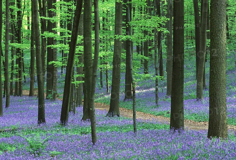 Bluebells