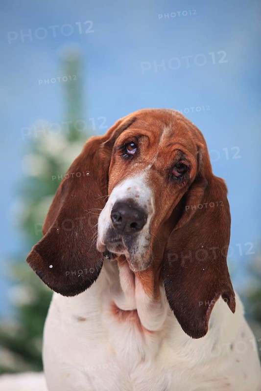Basset Hound