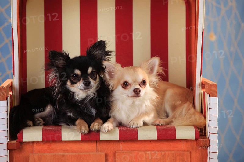 Chihuahuas