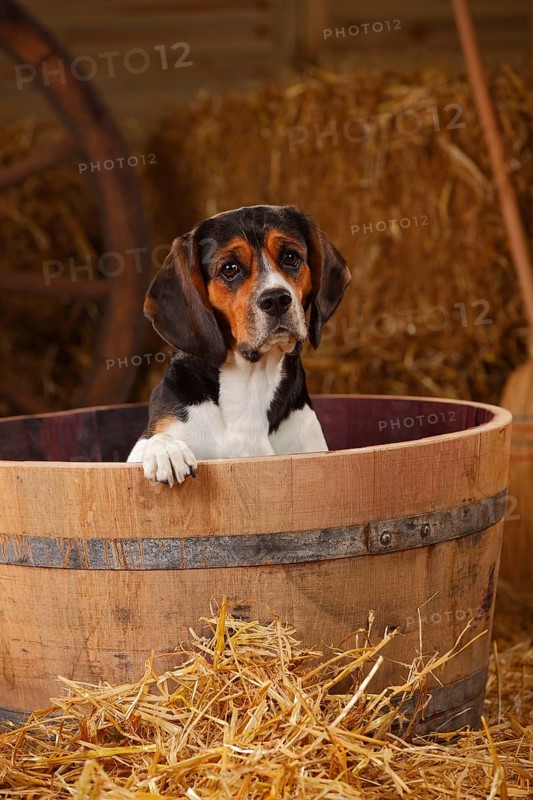 Beagle