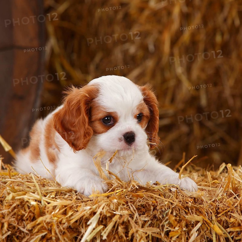 Cavalier King Charles Spaniel